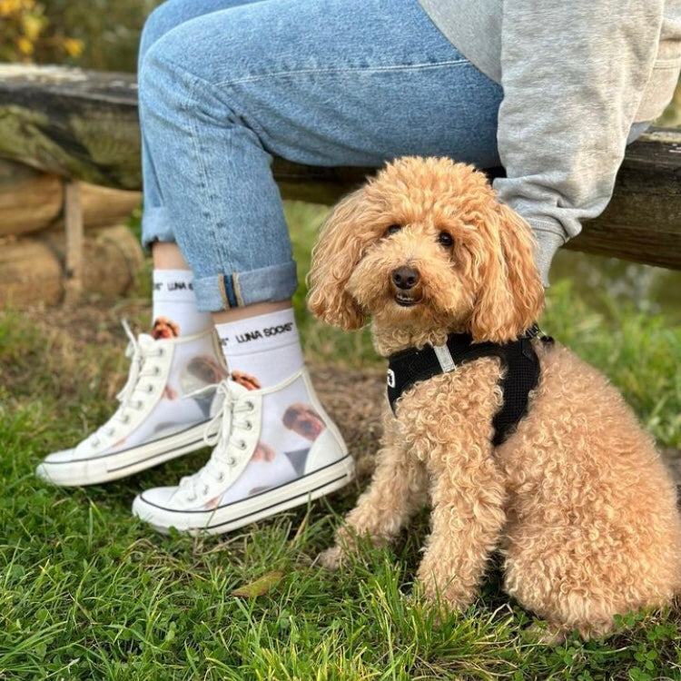 Personalised Dog Socks – heather alstead design